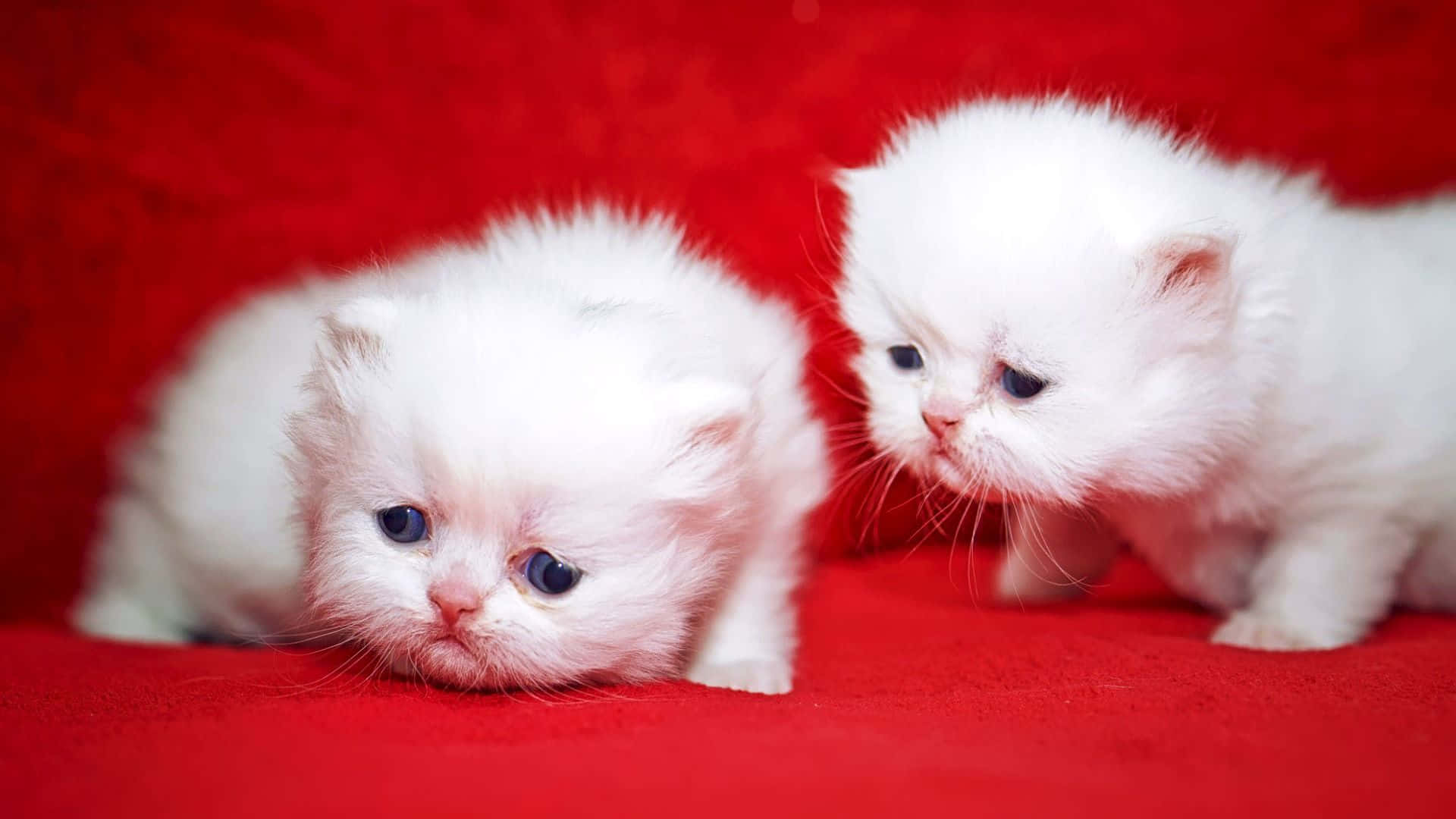 Newborn Cute Kittens On Red Couch Wallpaper