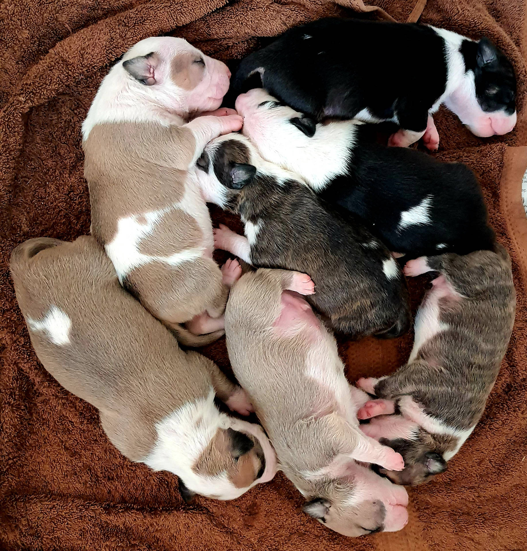Newborn Pitbull Puppies Wallpaper