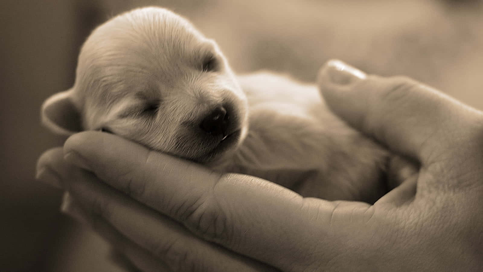 Newborn Puppy In Hands Sepia Tone.jpg Wallpaper