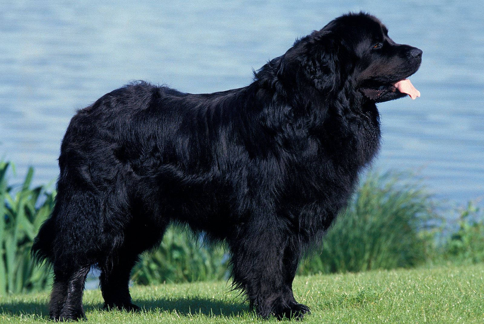 Newfoundland Dog On Top Of A Hill Wallpaper