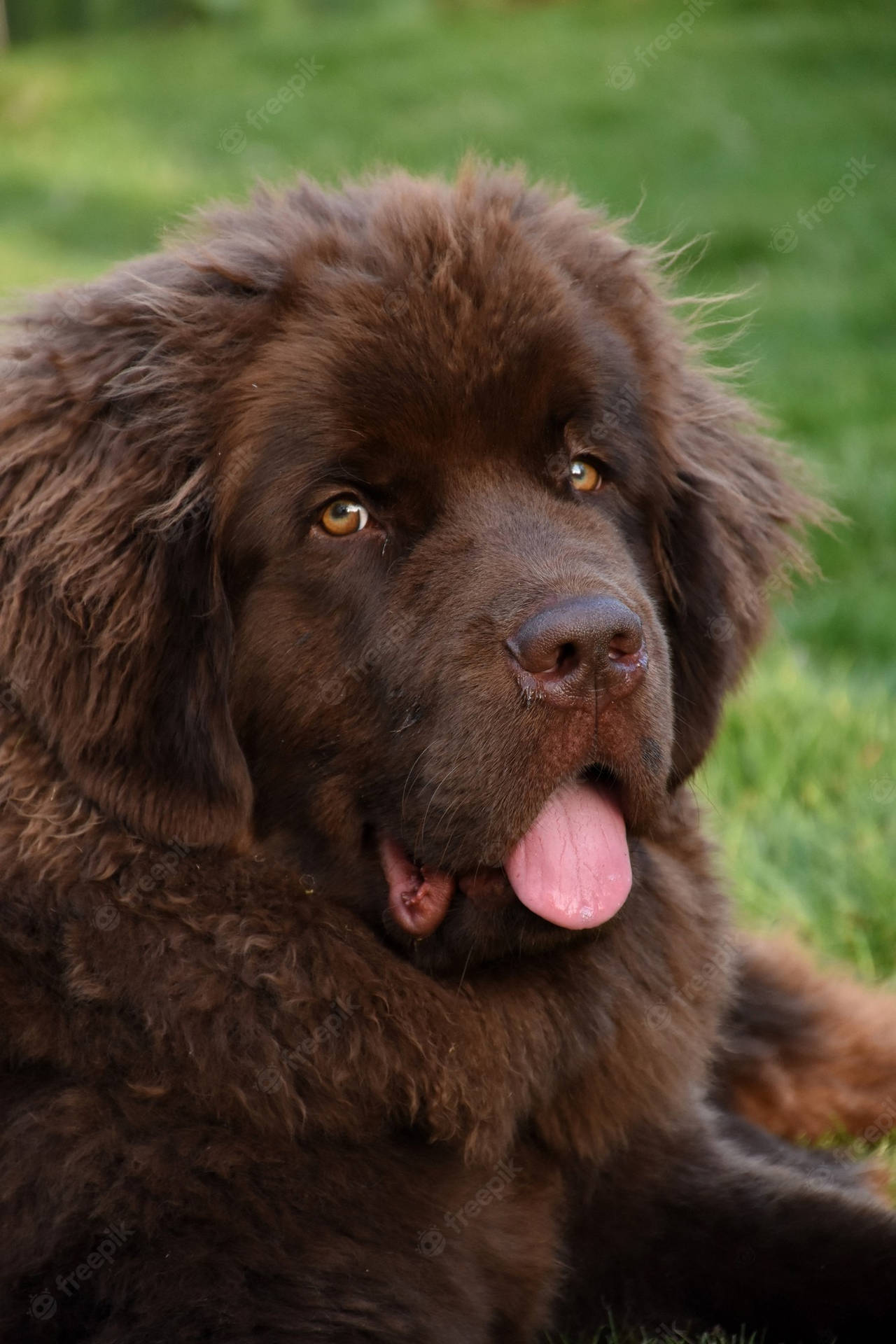 Newfoundland Dog With His Tongue Out Wallpaper