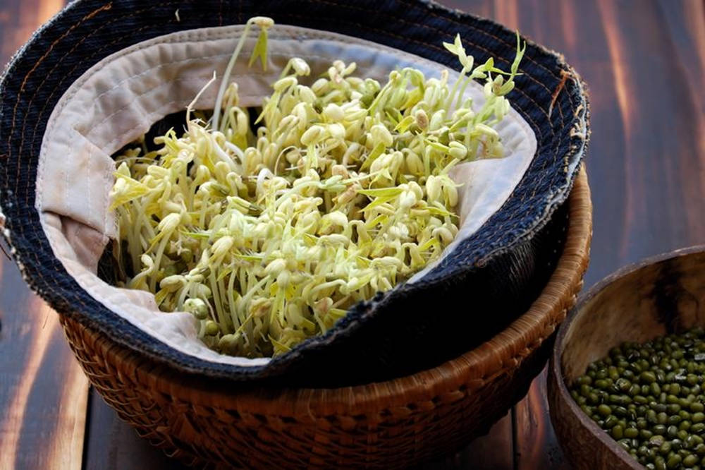 Newly Harvested Mung Bean Sprouts Vegetable Background