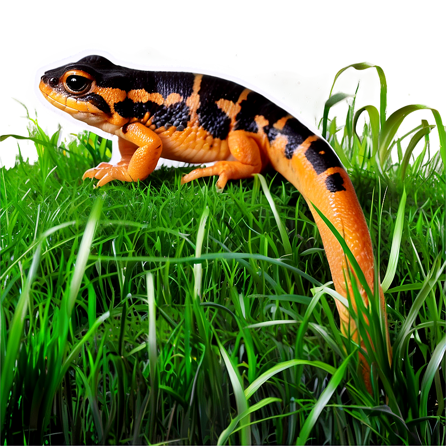 Newt In Grass Png 24 PNG