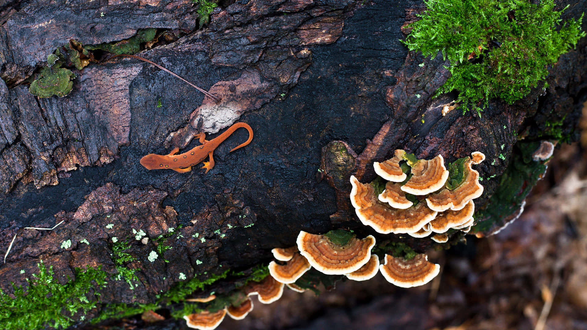 Newt_on_ Decaying_ Log_with_ Fungi_and_ Moss.jpg Wallpaper
