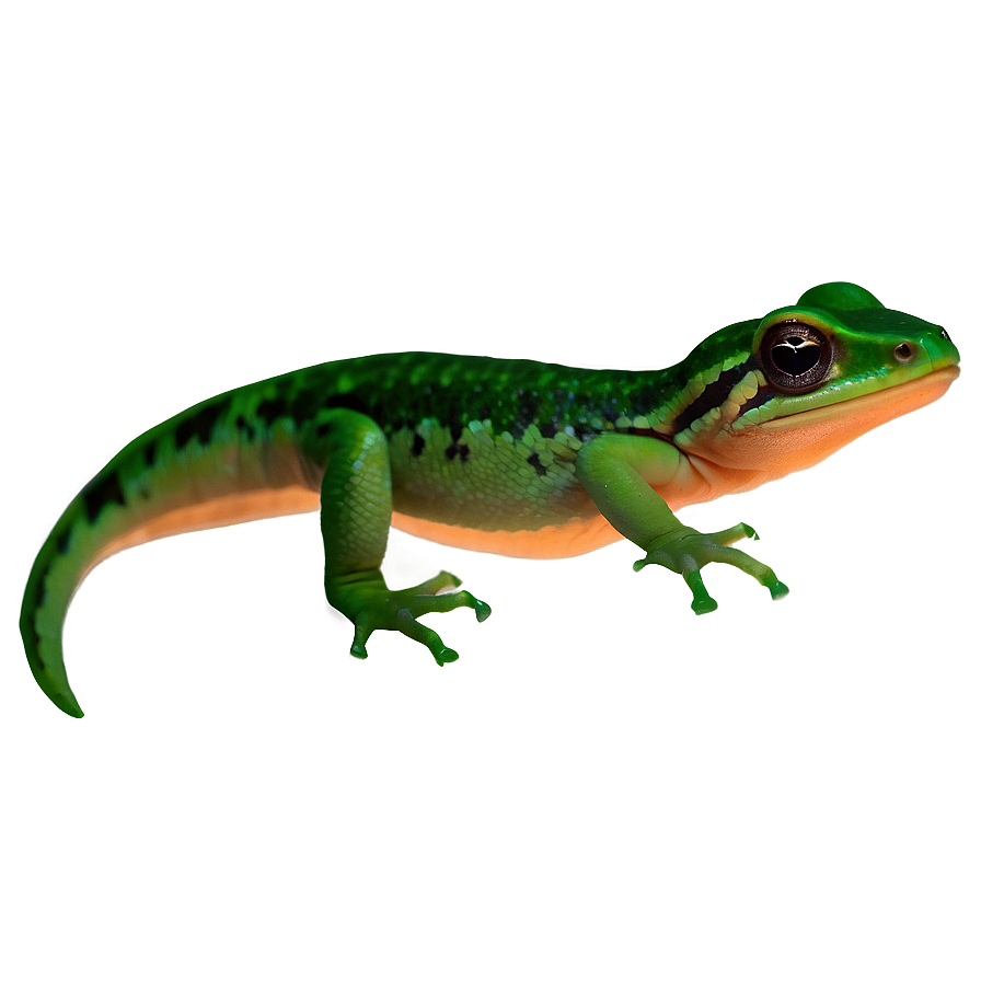 Newt On Leaf Png 06242024 PNG