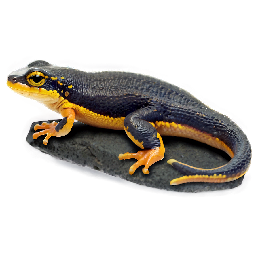 Newt On Rock Png 06242024 PNG