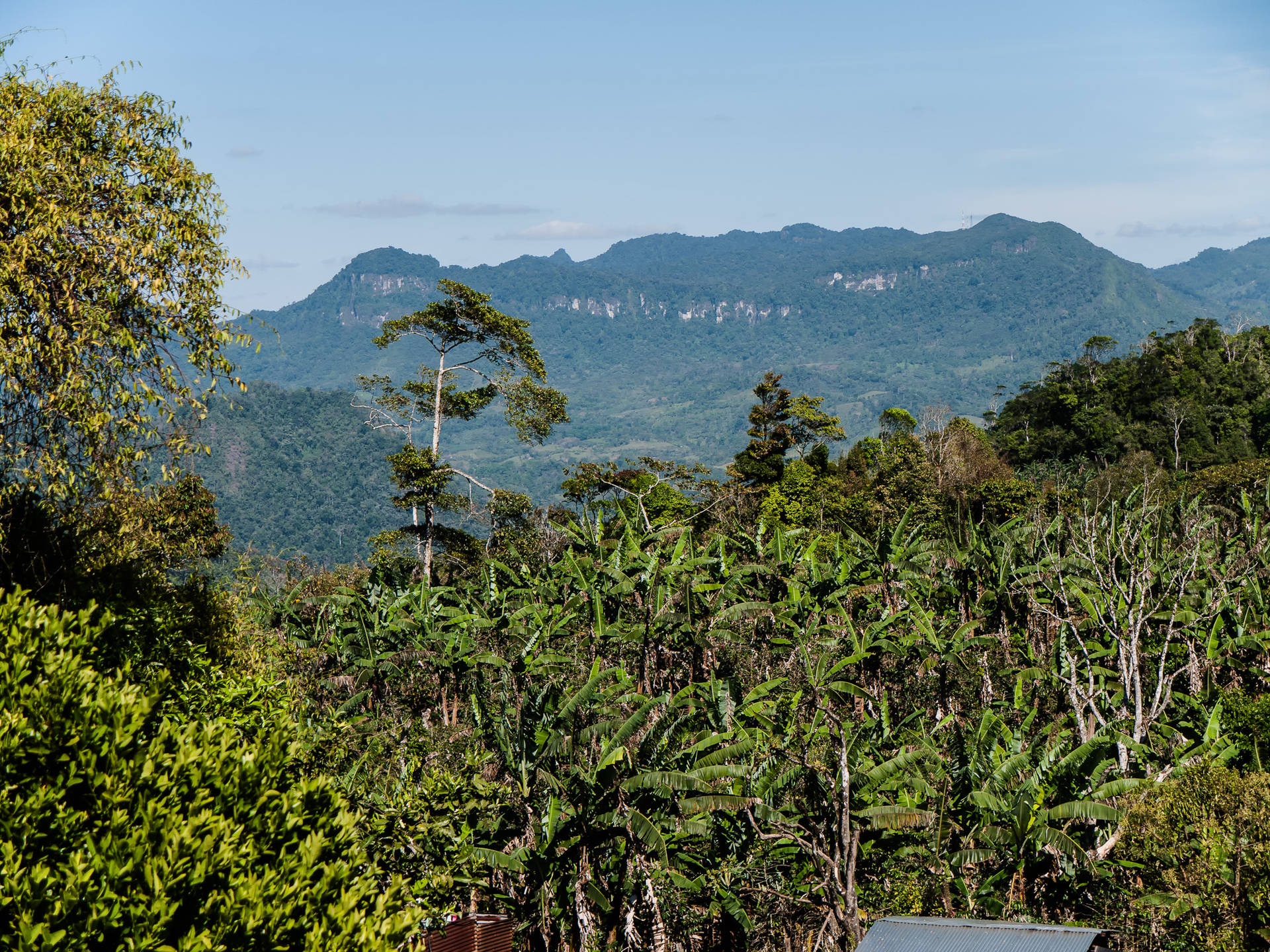 Florestatropical Da Nicarágua. Papel de Parede