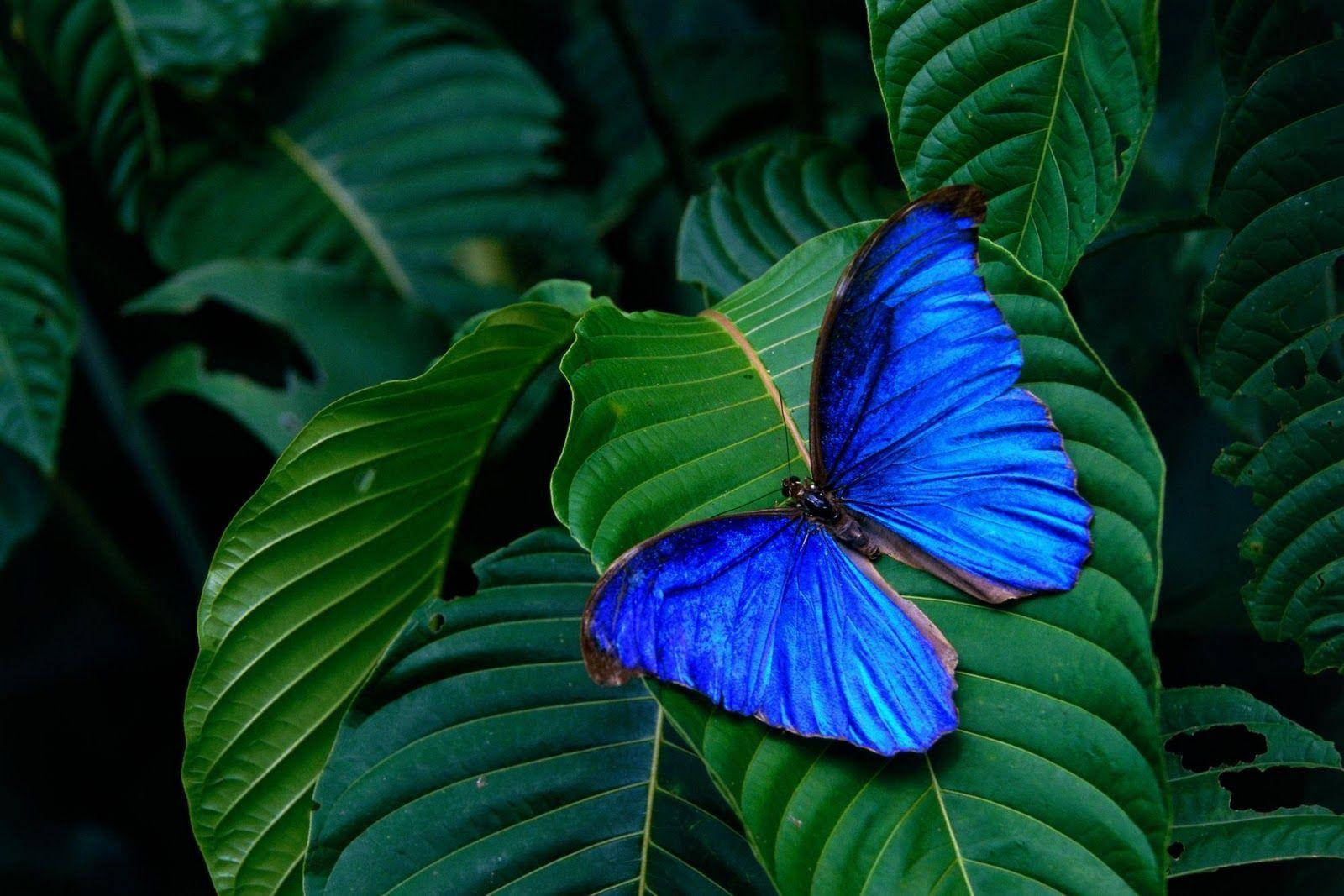 Encantadoramariposa Azul En Hoja Verde. Fondo de pantalla