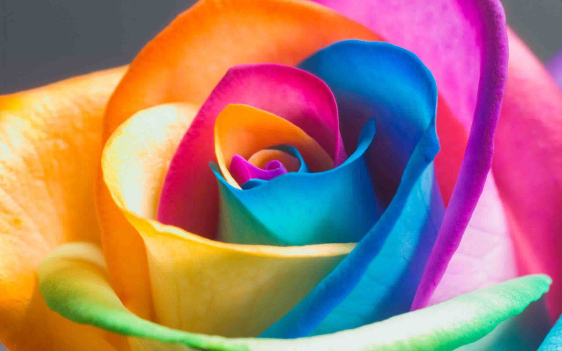 Nice Colorful Rose Wallpaper