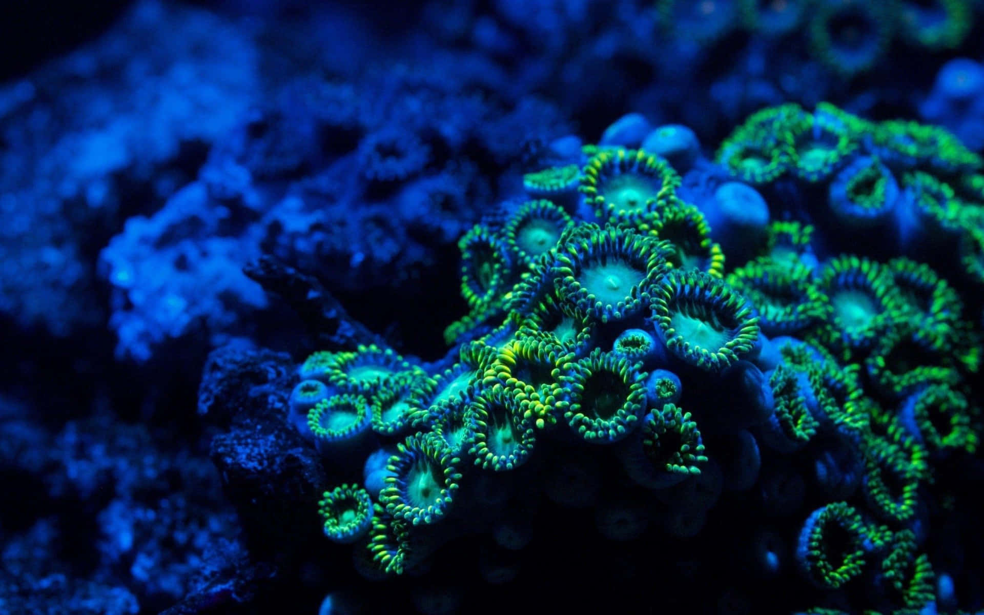 Blå og grønne koraller pænt skrivebordsbaggrund Wallpaper