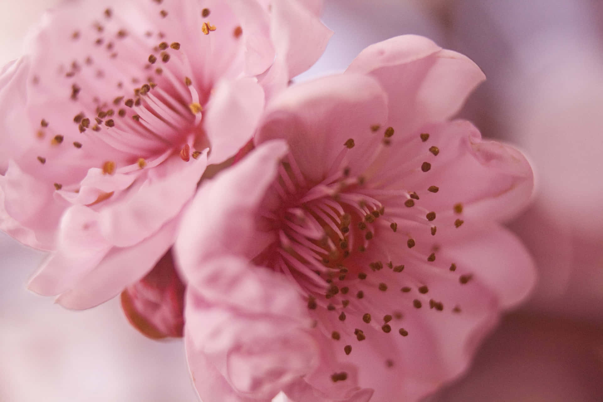 Pæne Pink Kirsebærblomst Blomster Skrivebords Baggrundsbillede Wallpaper