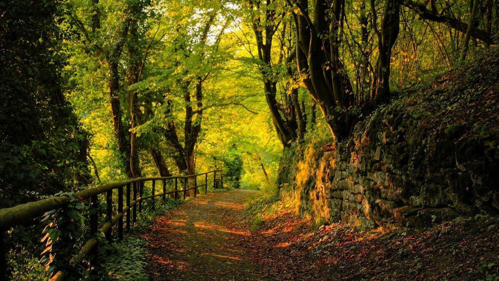 Nice Green Forest Perfect Trail Wallpaper