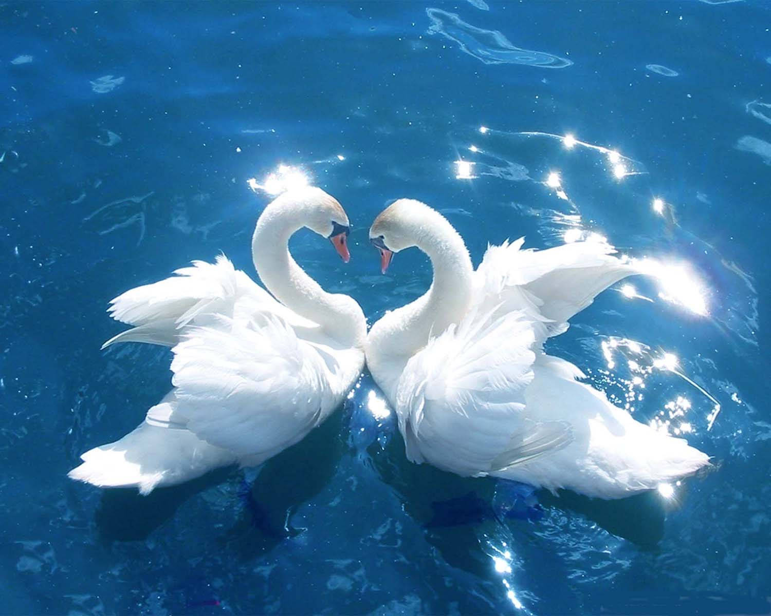 Nice Swans In The Lake Wallpaper