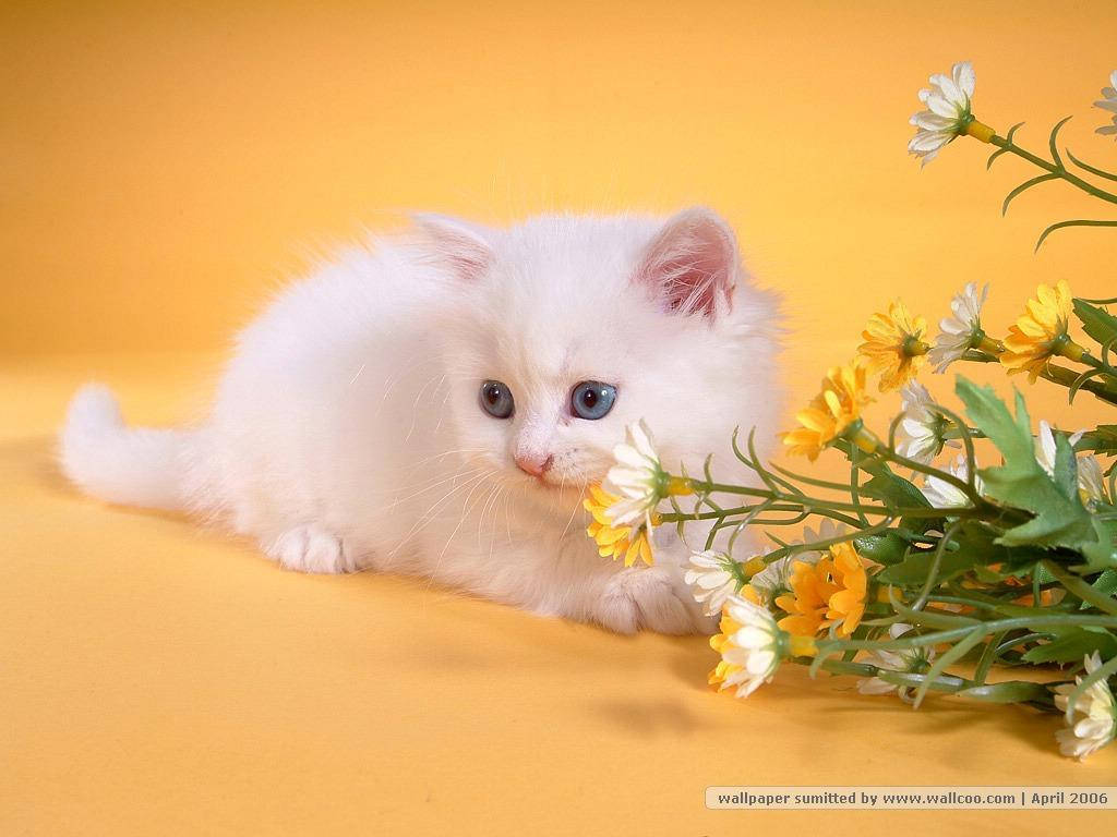 Download Nice White Persian Cat Wallpaper 