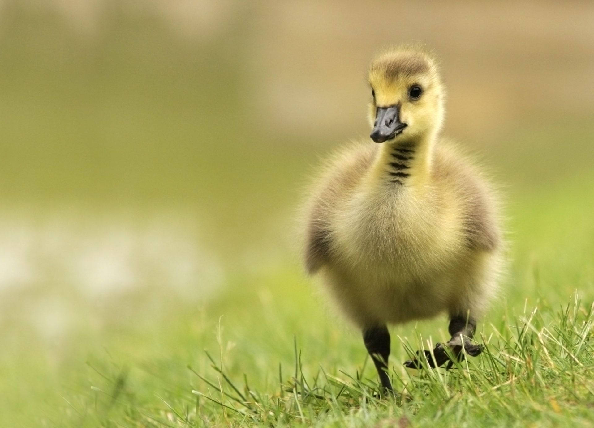 Nice Young Goose In The Field Wallpaper