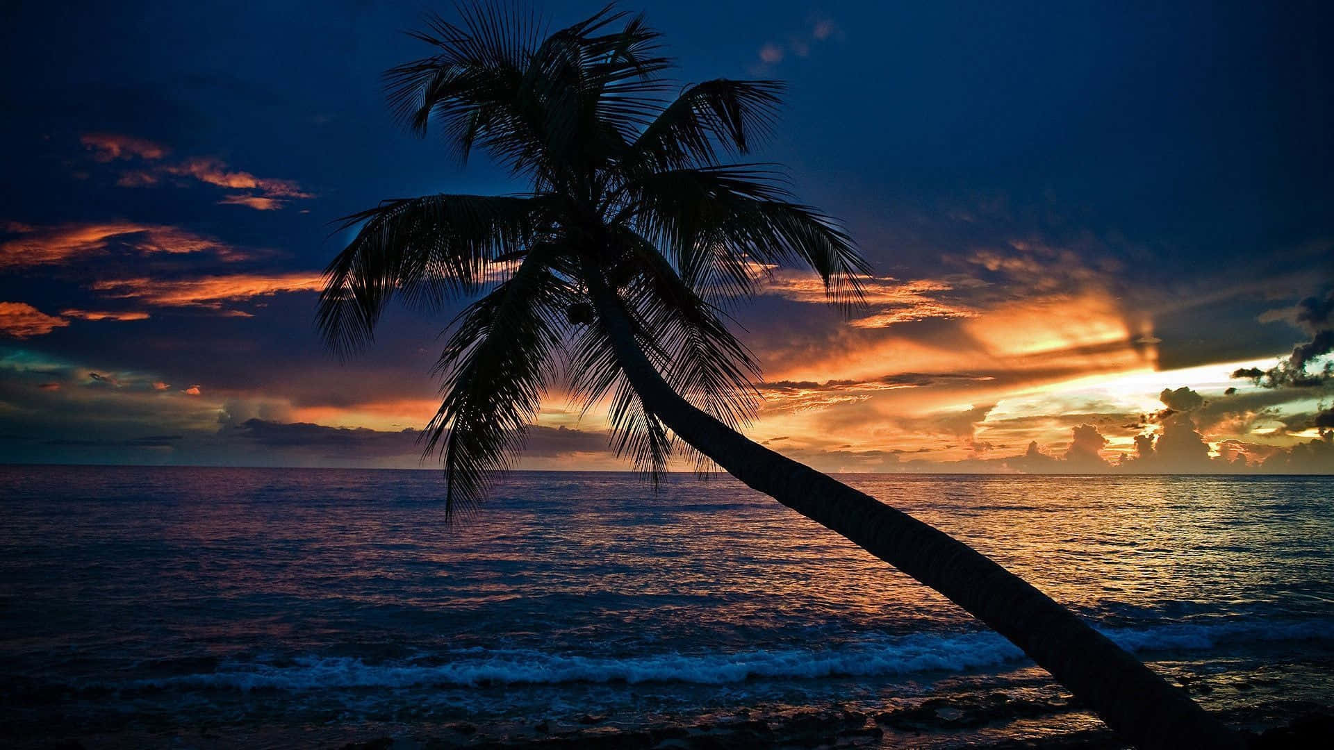 Tropical Tree Night Beach Picture