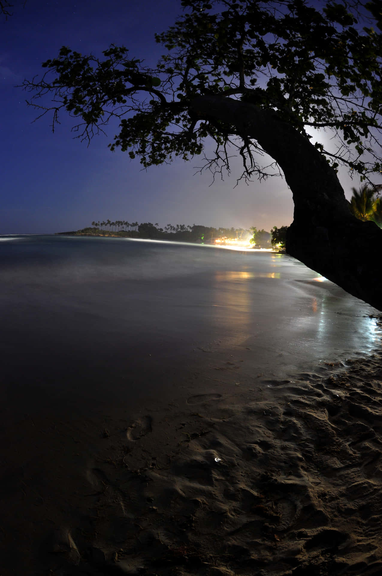 Imagende Una Playa Nocturna Con Silueta De Árbol