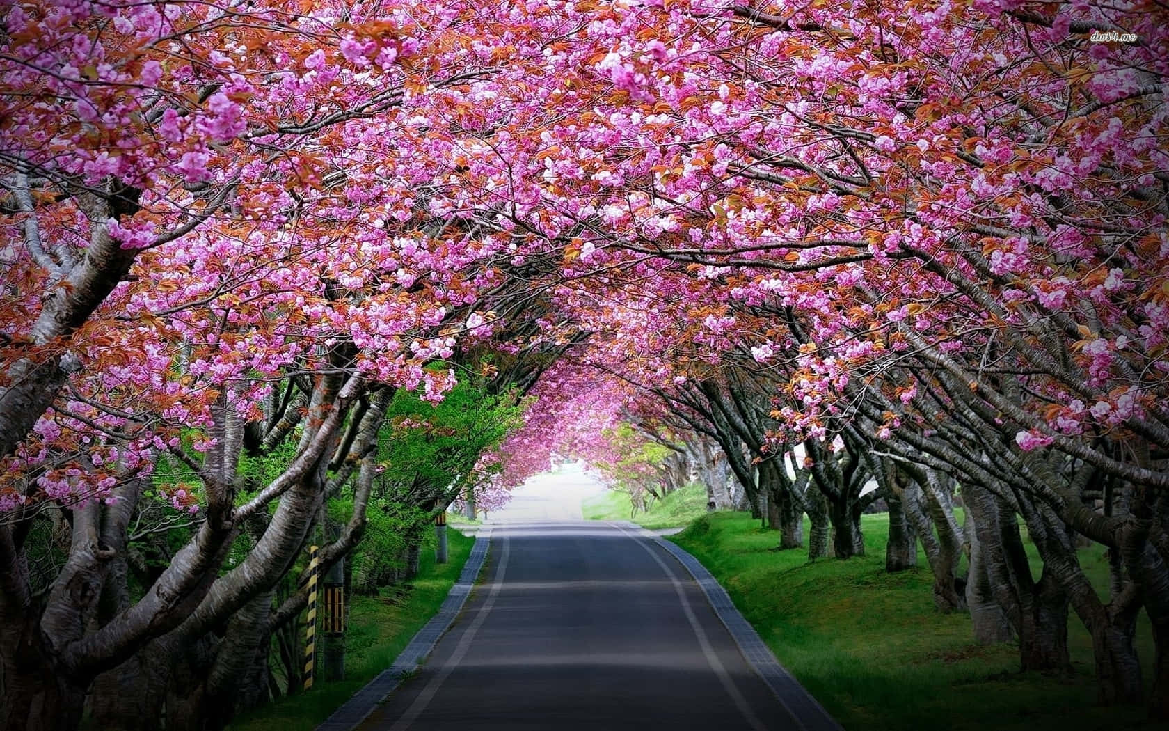 Aromatic spring night at the cherry blossom. Wallpaper