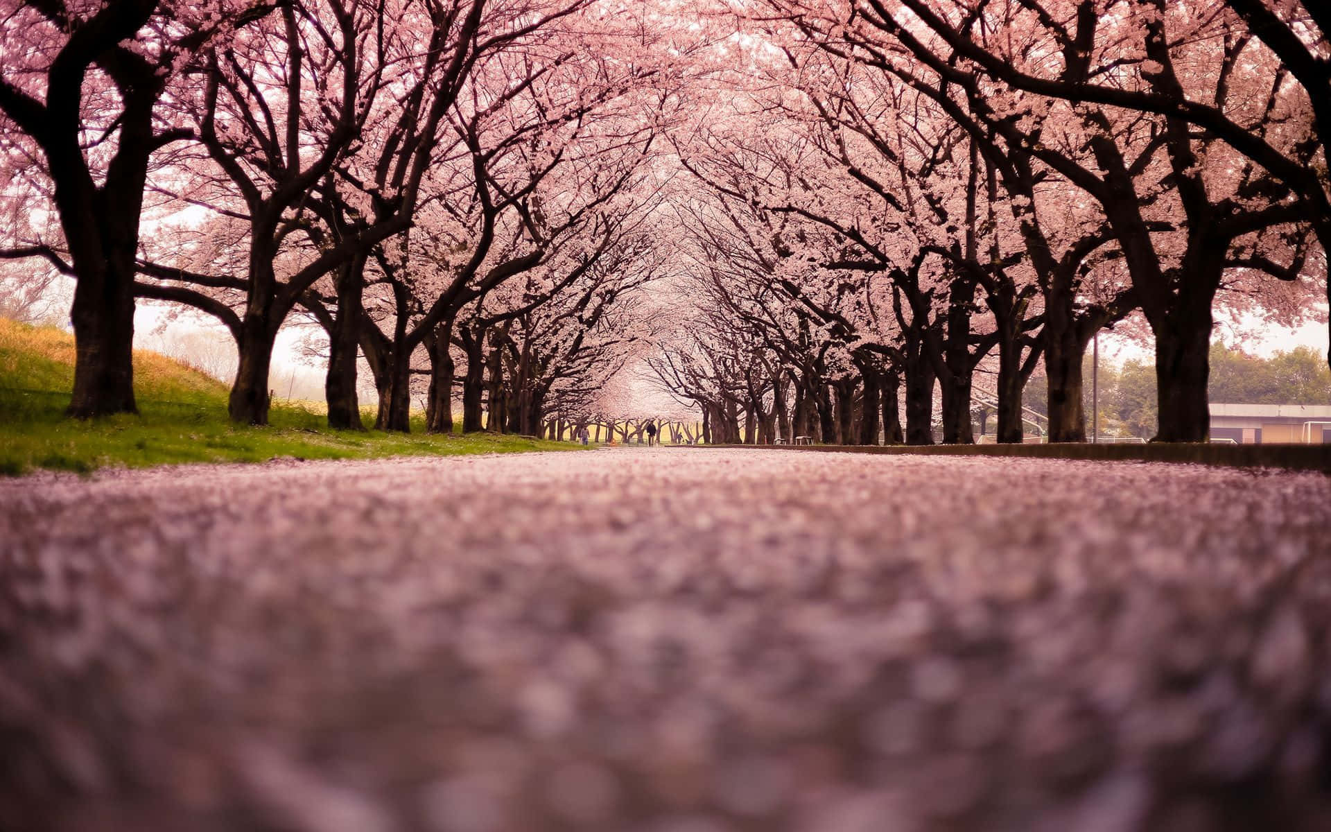 A magical night amid cherry blossom trees Wallpaper