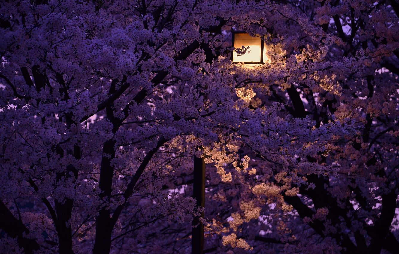 Enjoy the serenity of a night with cherry blossoms Wallpaper