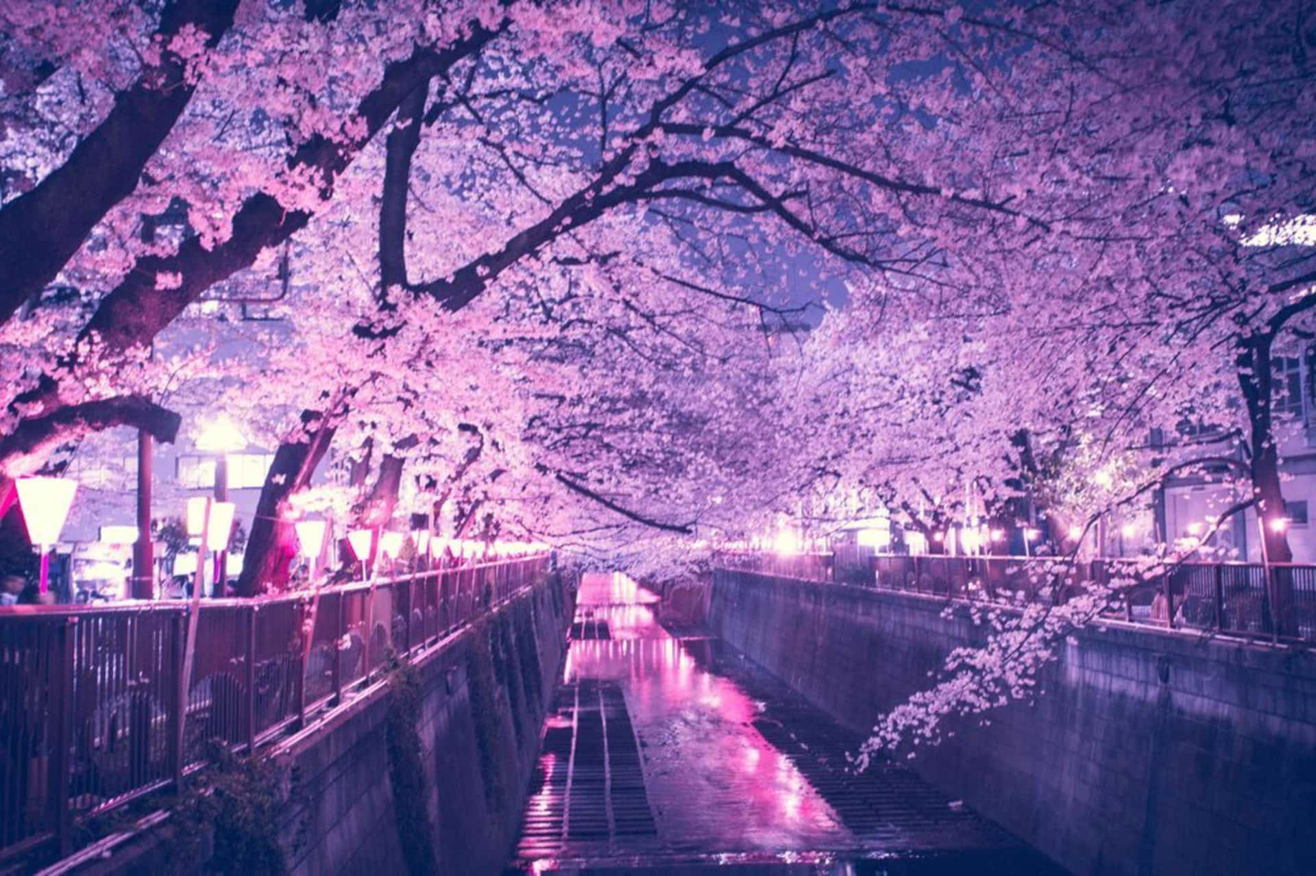 A Pink Lit Up River With Cherry Blossoms Wallpaper