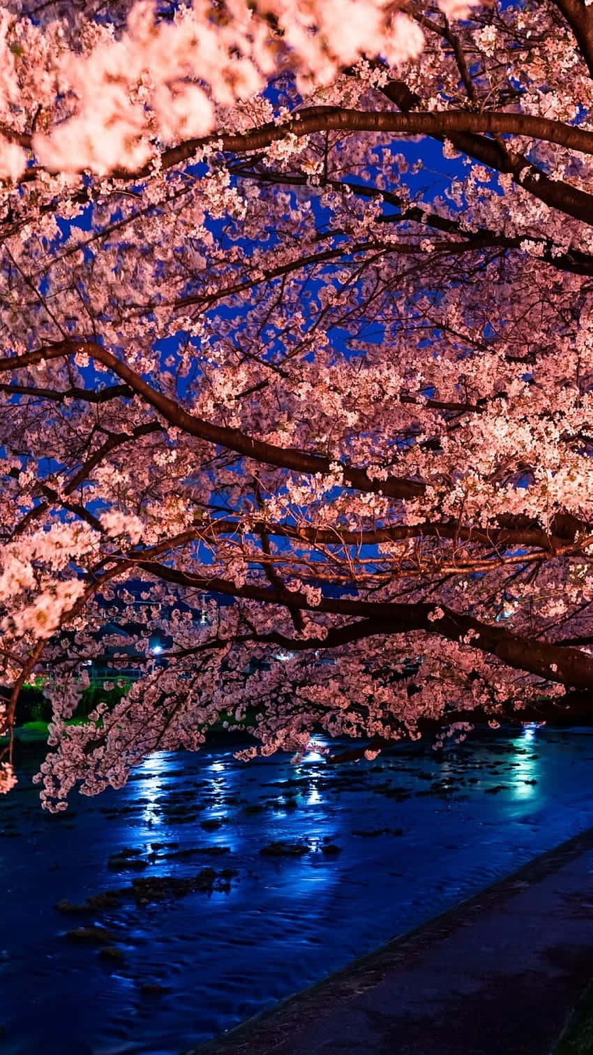 Gaze upon a dreamy starry night sky shimmering through a blooming cherry blossom tree. Wallpaper