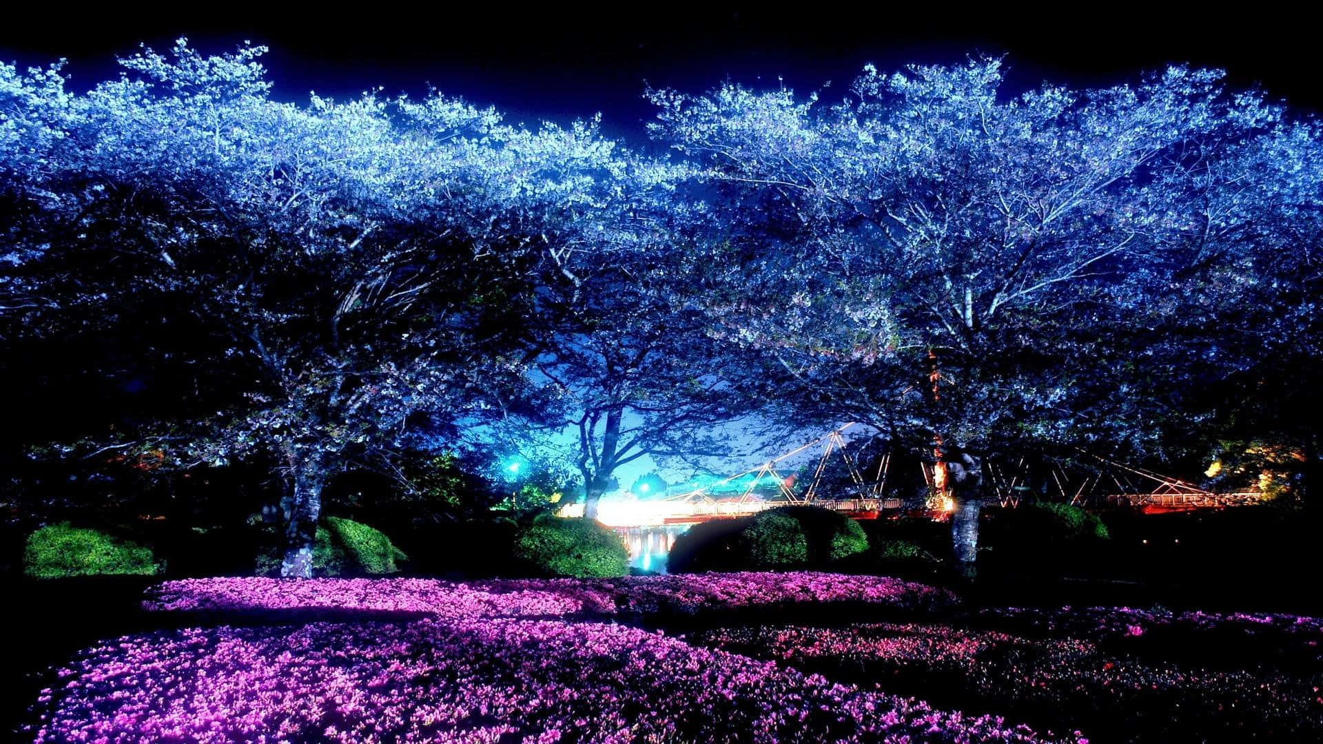 "Experience the beauty of nature at night with a beautiful cherry blossom tree" Wallpaper