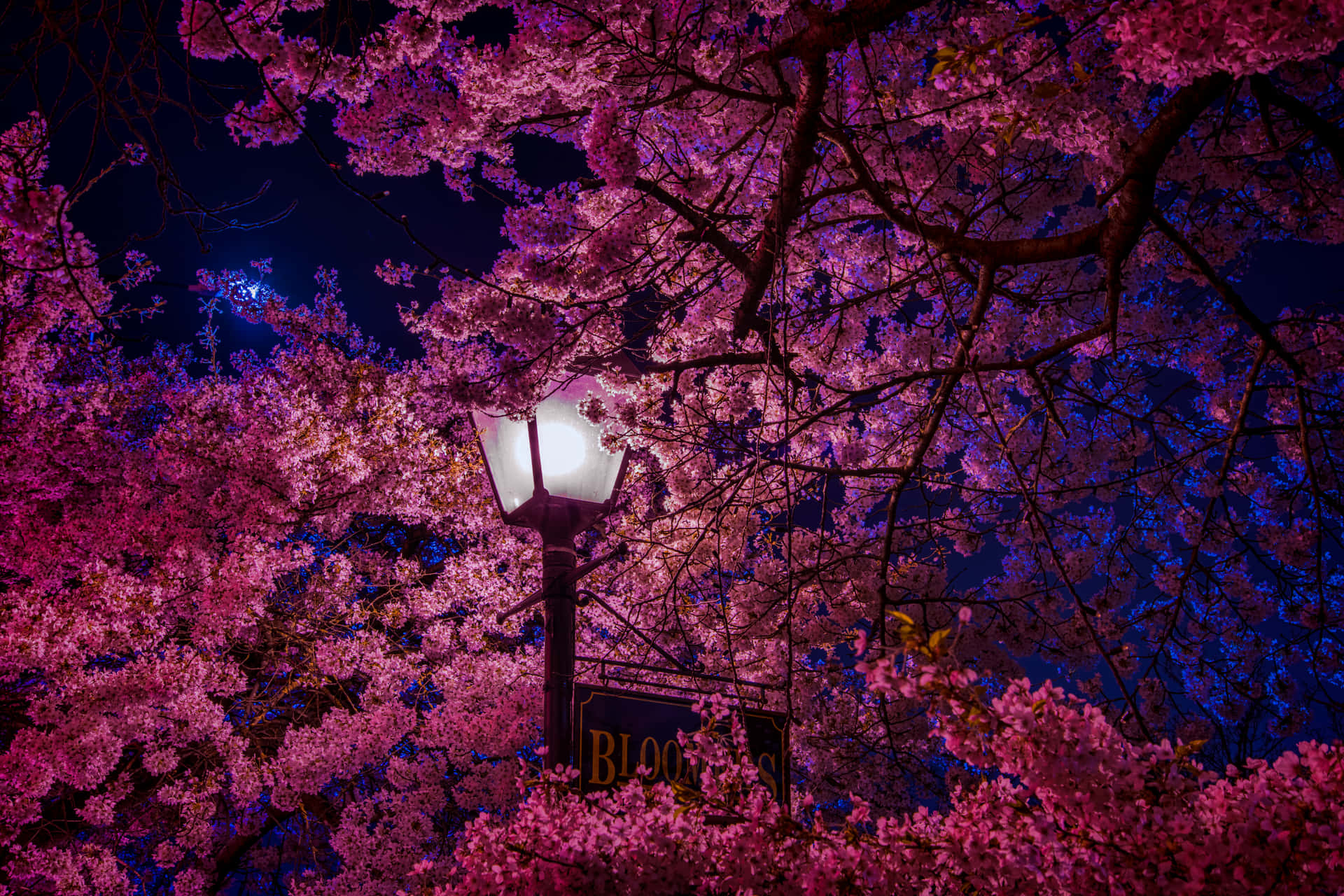 Feel the night breeze and fall in love with the beauty of a cherry blossom. Wallpaper