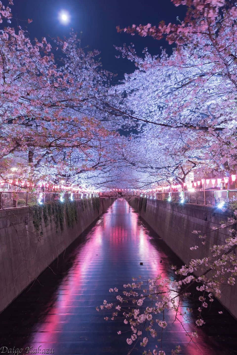 A River With Cherry Blossoms And A Full Moon Wallpaper