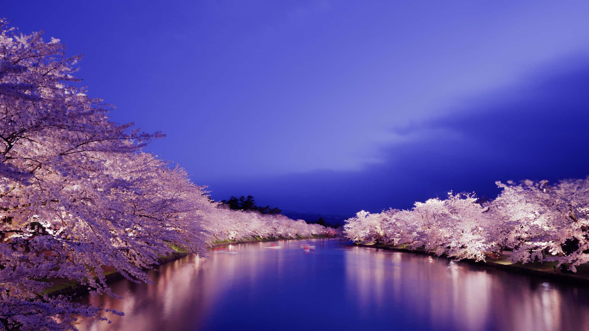 Night Cherry Blossom Wallpapers Wallpapers Com