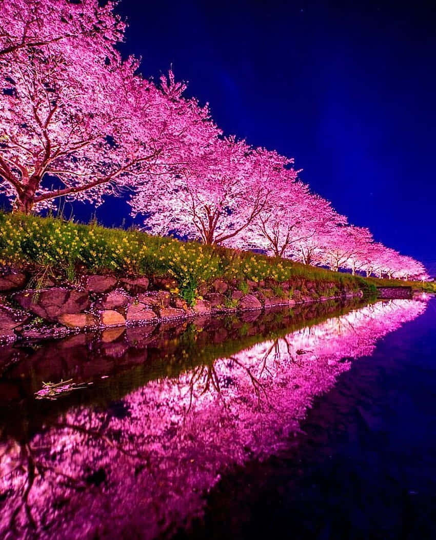 A Pink Tree Reflected In A River Wallpaper