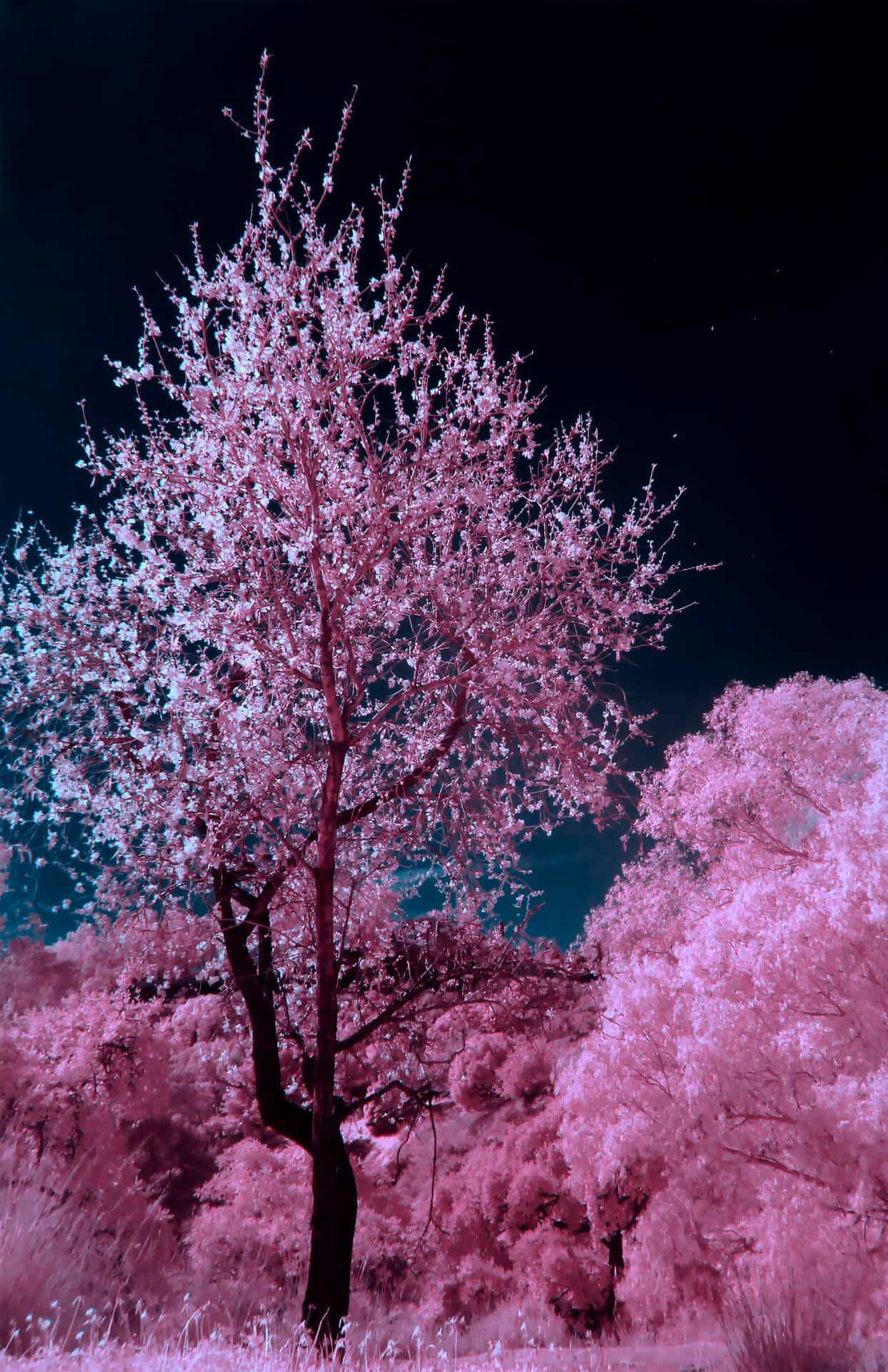 Under det glødende måneskin, blomstre kirsebærtræerne i harmoni. Wallpaper