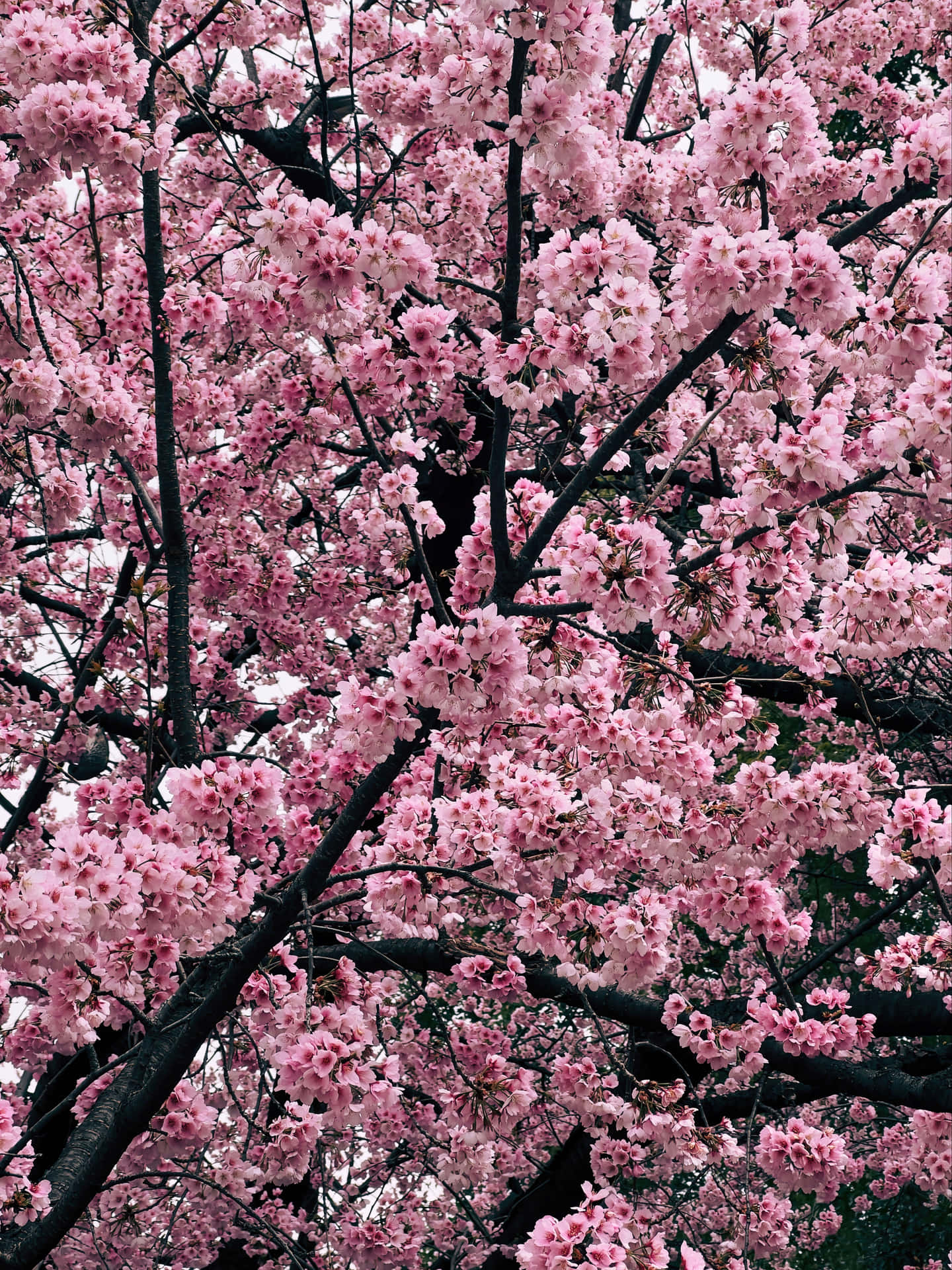 Celebrate the beauty of a night cherry blossom Wallpaper