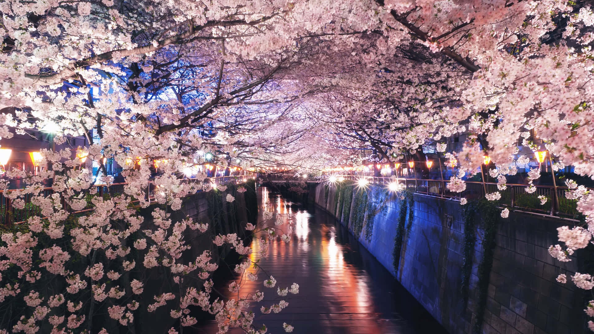 Unanoche Tranquila En Japón Mientras Florecen Los Cerezos En Flor Fondo de pantalla