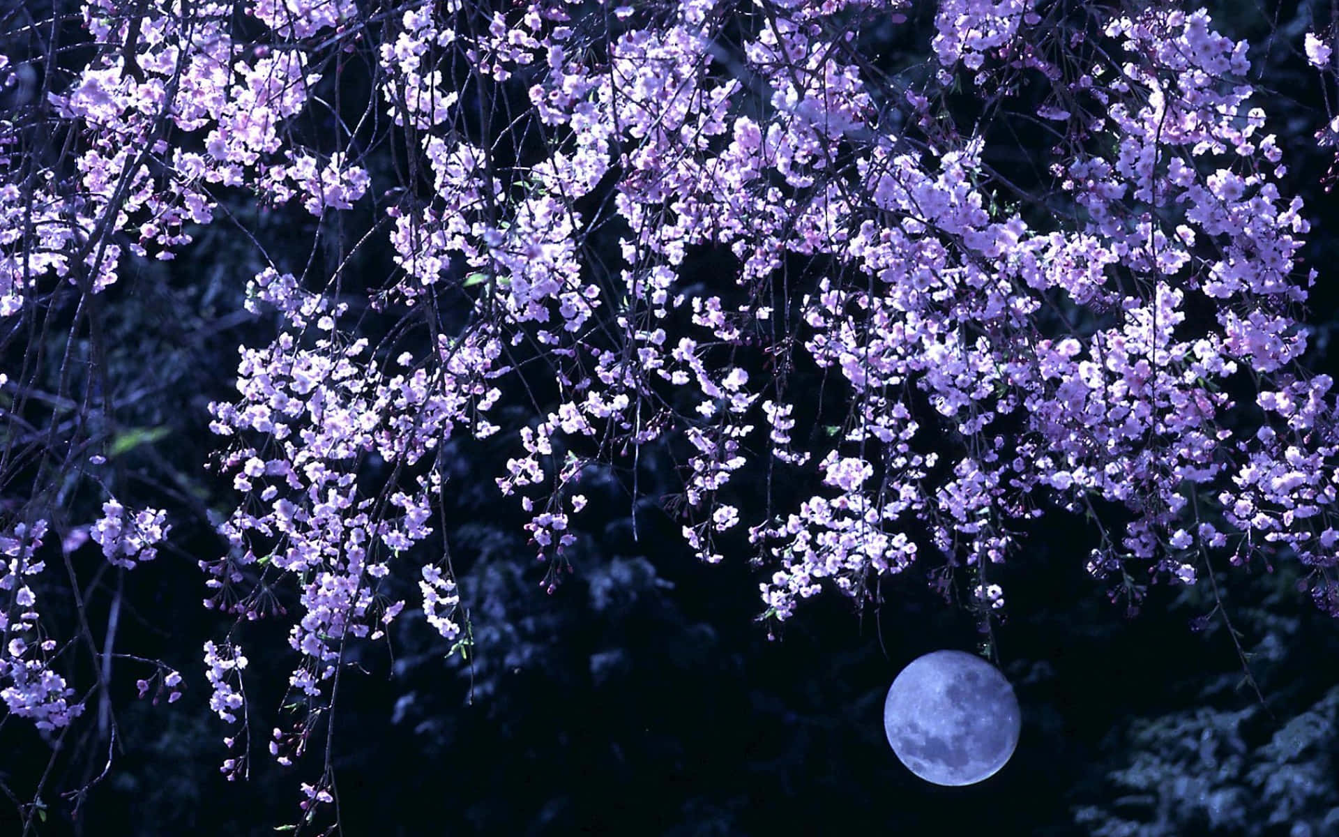 Nochemágica De Flores De Cerezo. Fondo de pantalla