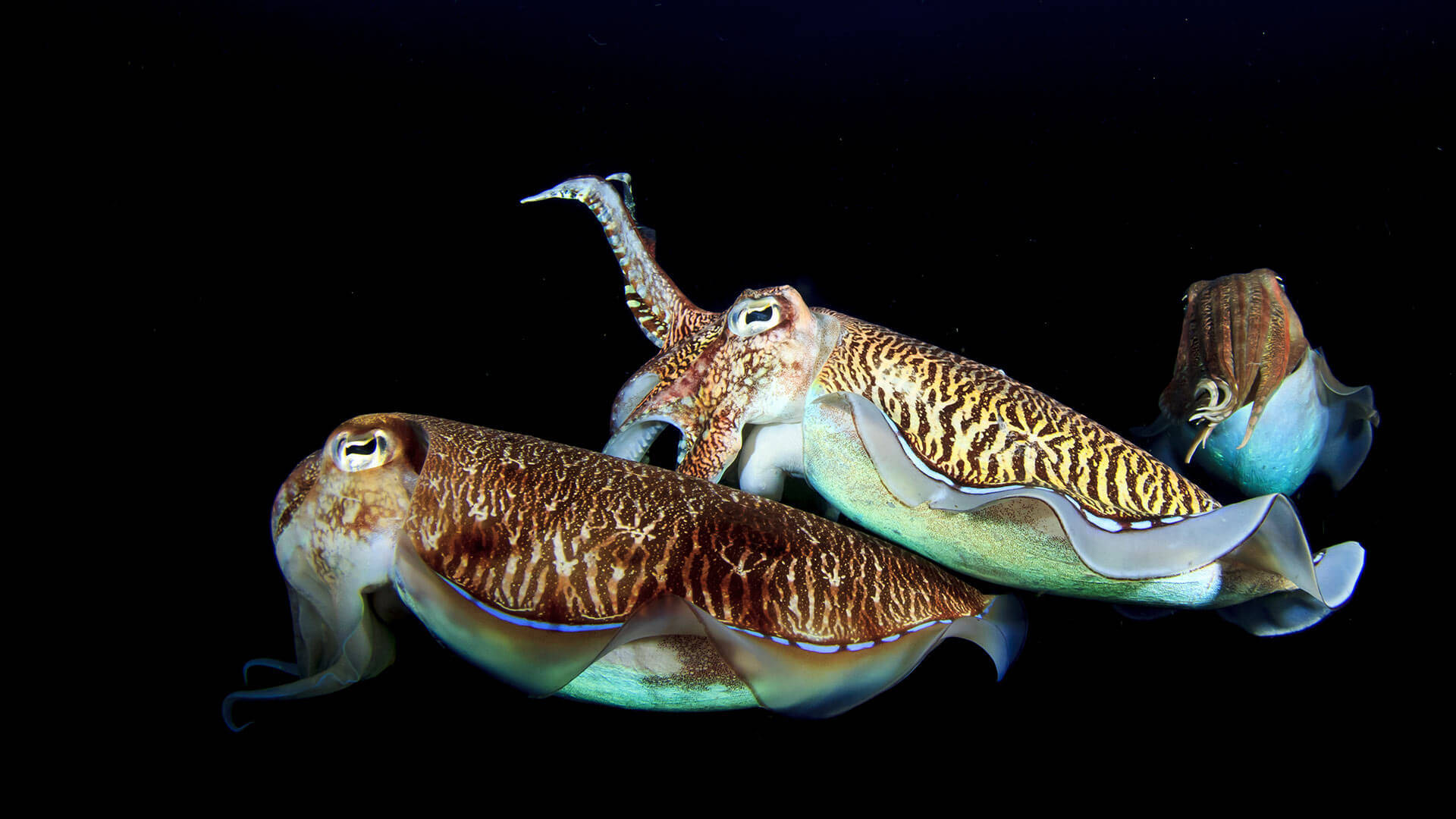 Night-diving With Three Cuttlefishes Wallpaper