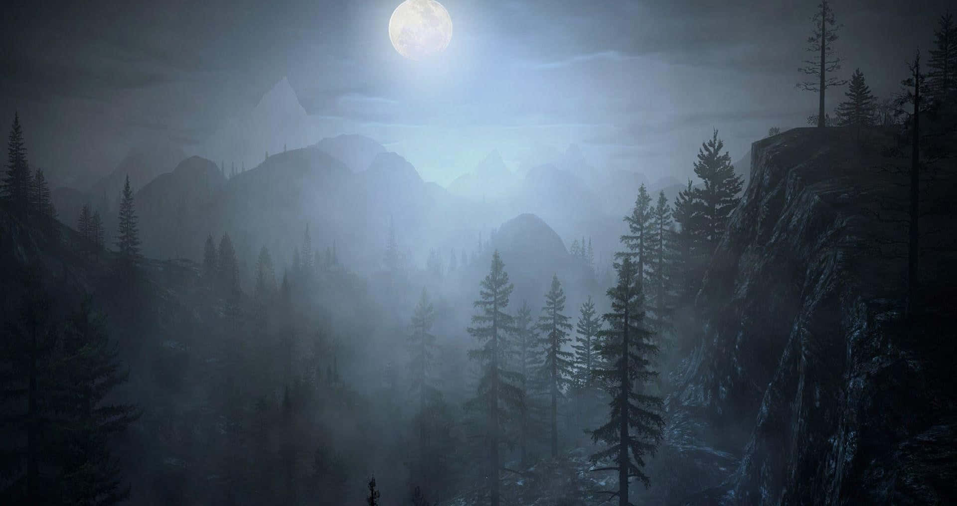 forest at night background