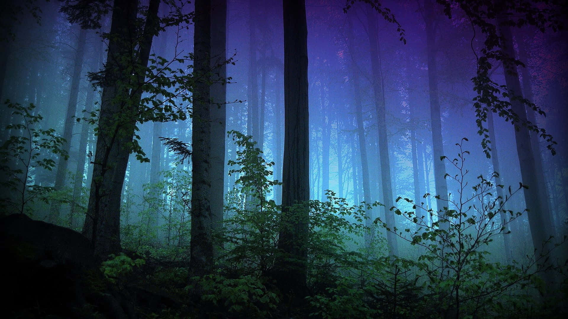 Explore the depths of a mysterious night forest Wallpaper
