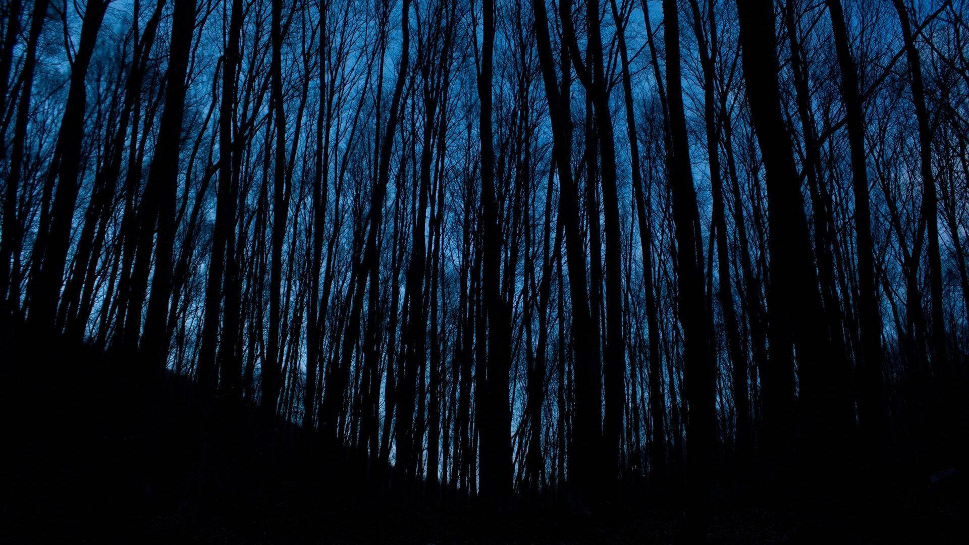 Night Forest Estetica Blu Scuro Hd Sfondo