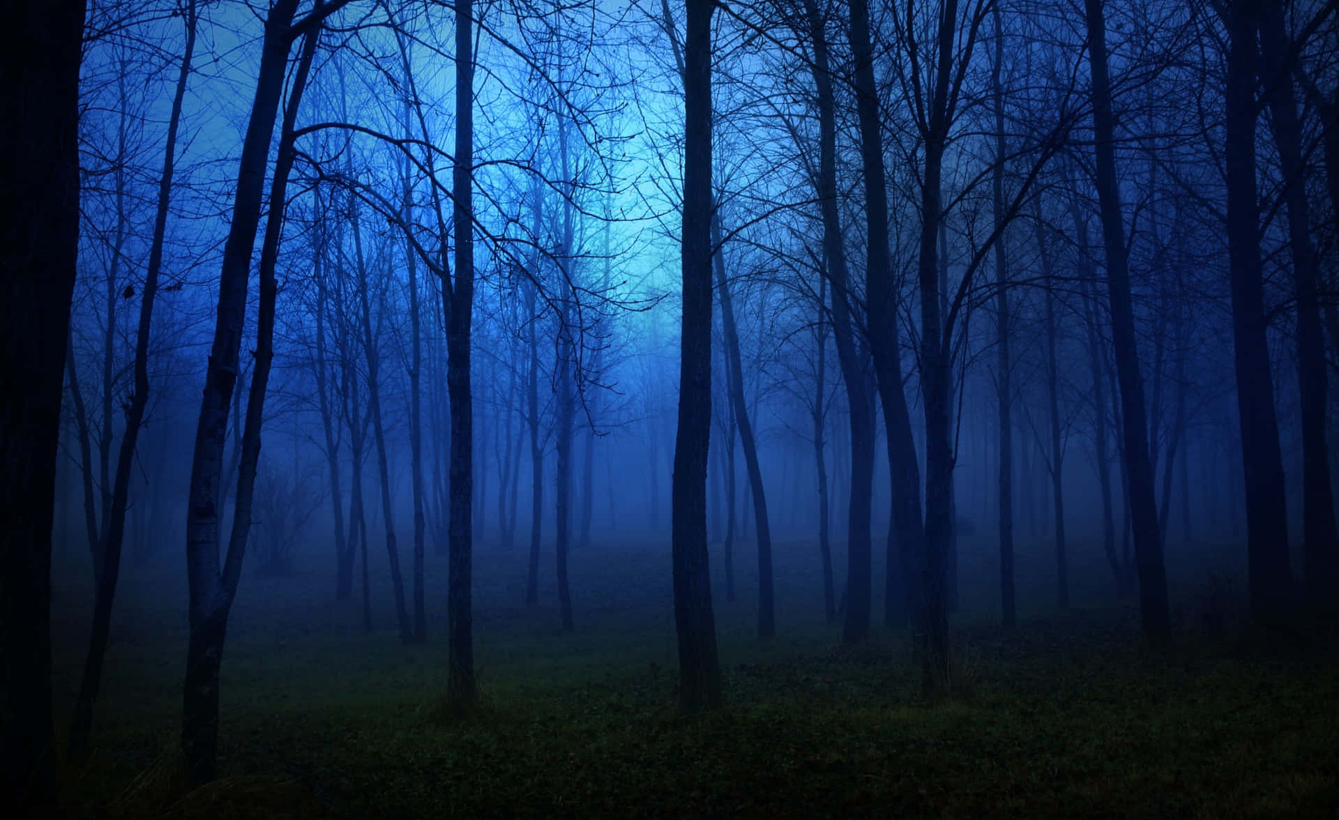 “A tranquil night in the forest” Wallpaper