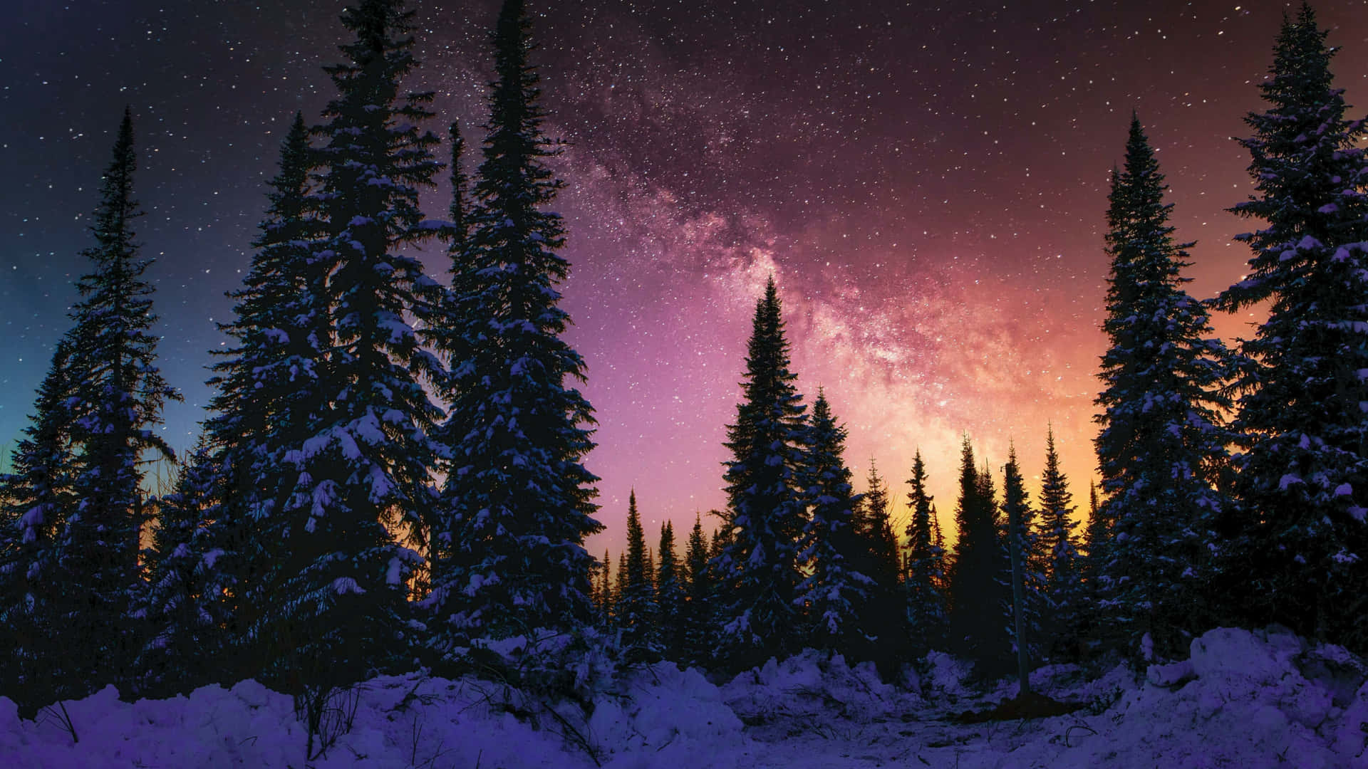 Enjoy the tranquility of a starry night in the forest Wallpaper