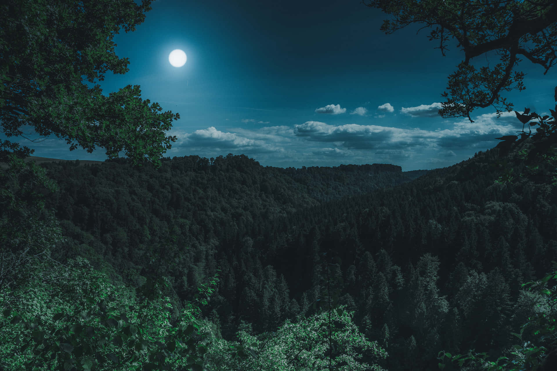 Explore the mysterous and enchanting night forest Wallpaper
