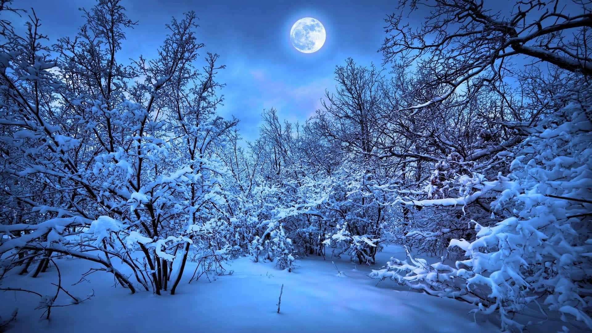Mystical night in a enchanted forest Wallpaper