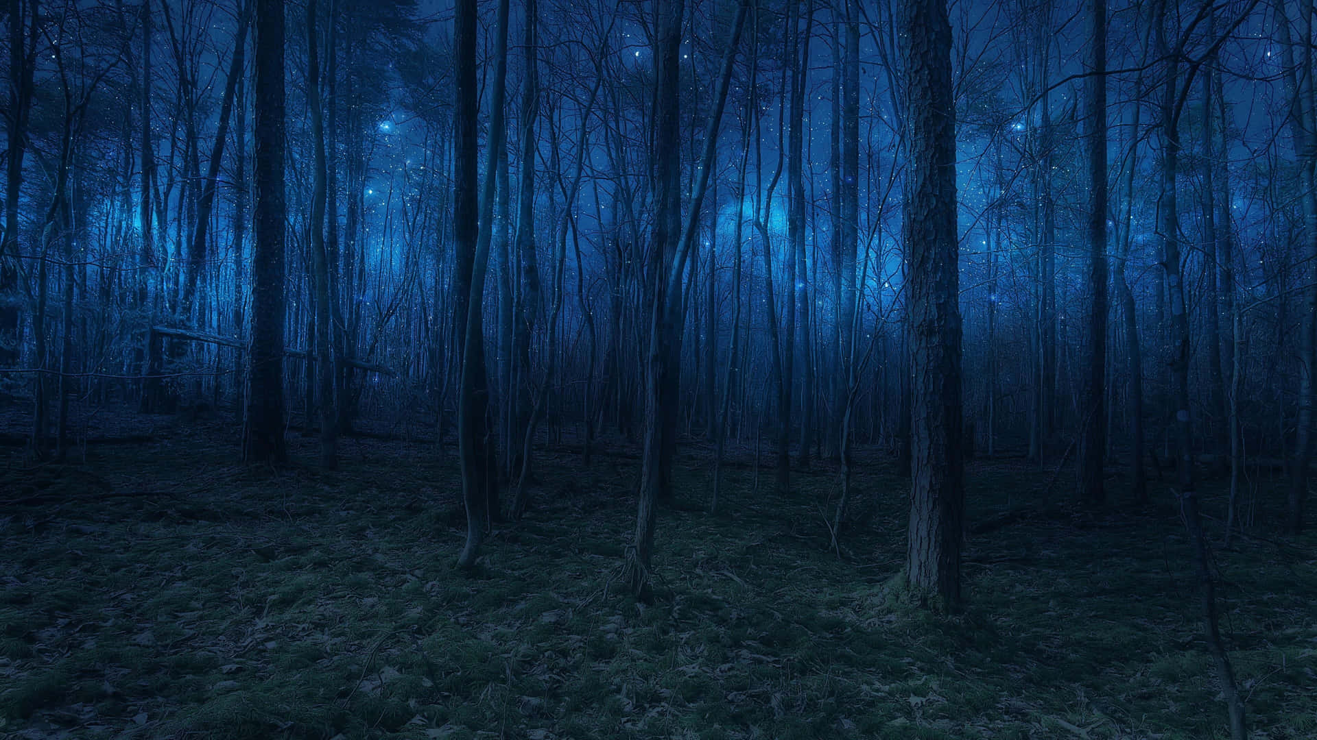 experience the stillness of a serene night in the secluded forest Wallpaper
