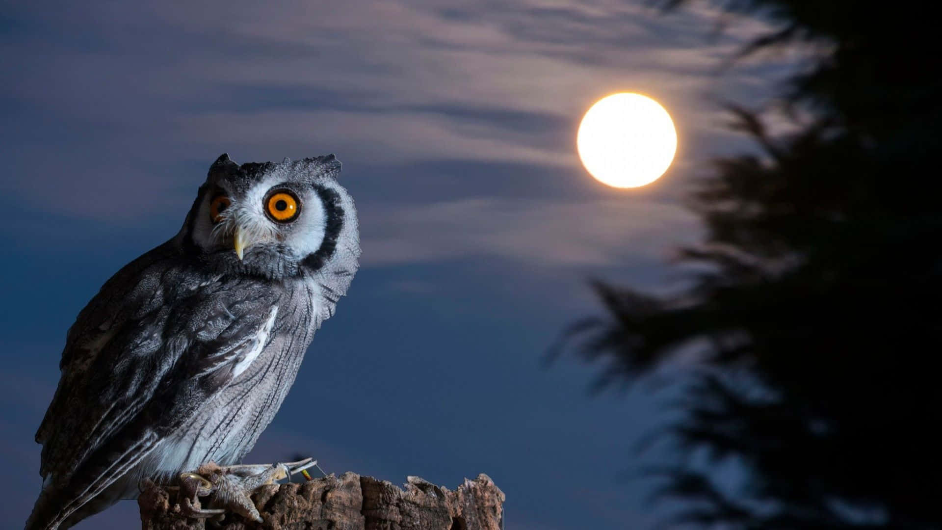 Owl And Moon Night HD Desktop Wallpaper