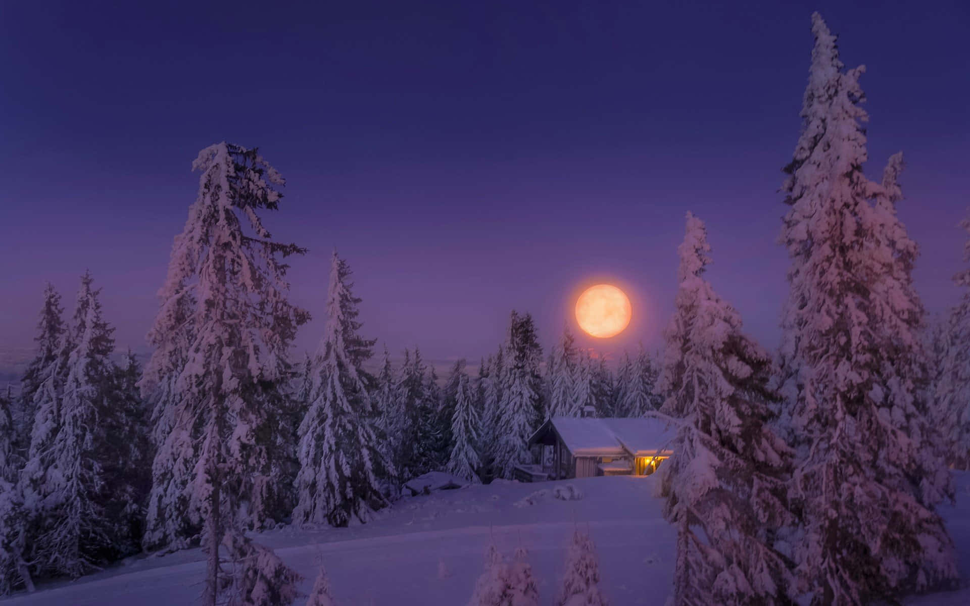 Winter Night Moon Picture