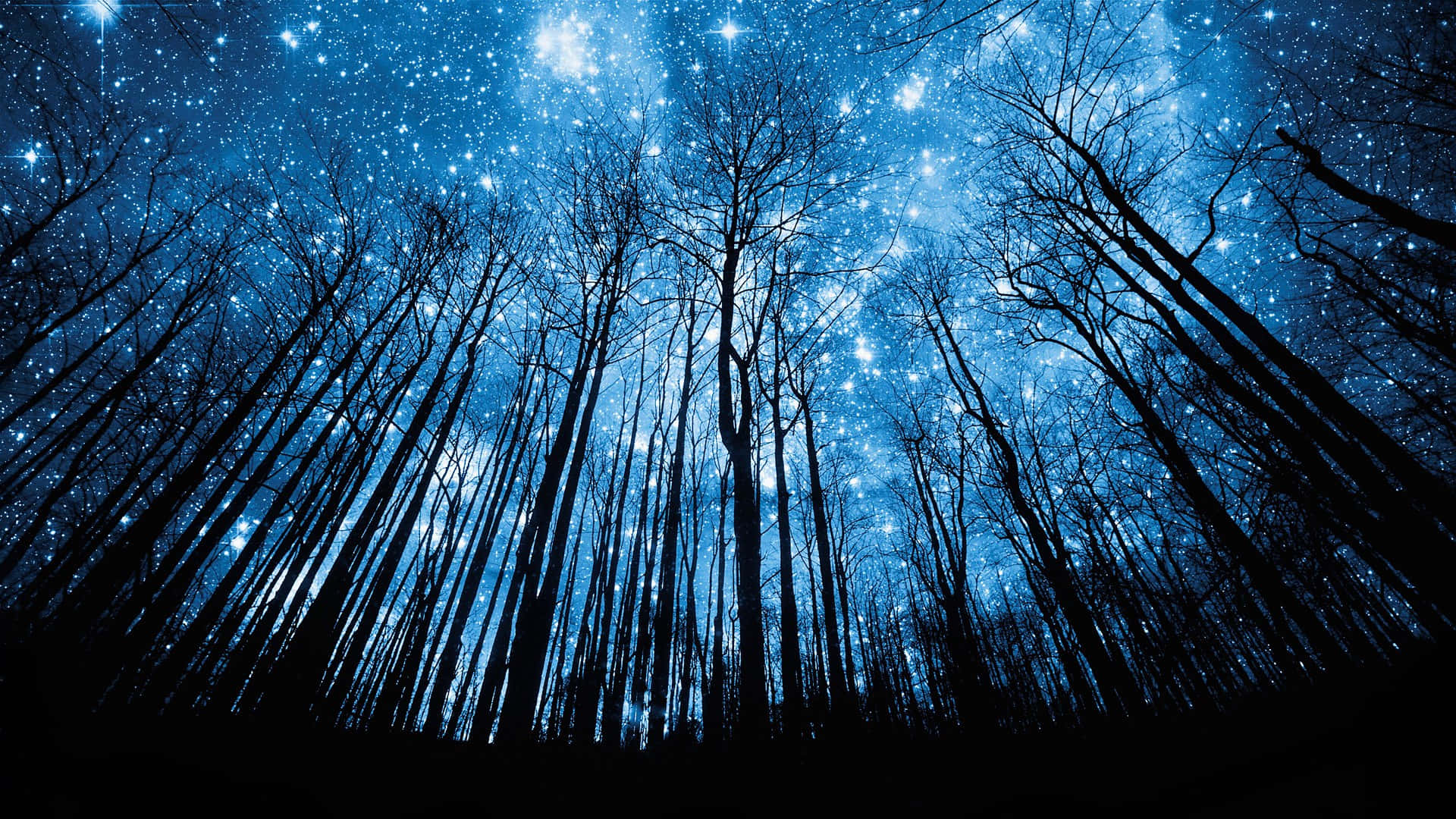 Einblauer Himmel Mit Sternen Im Wald.