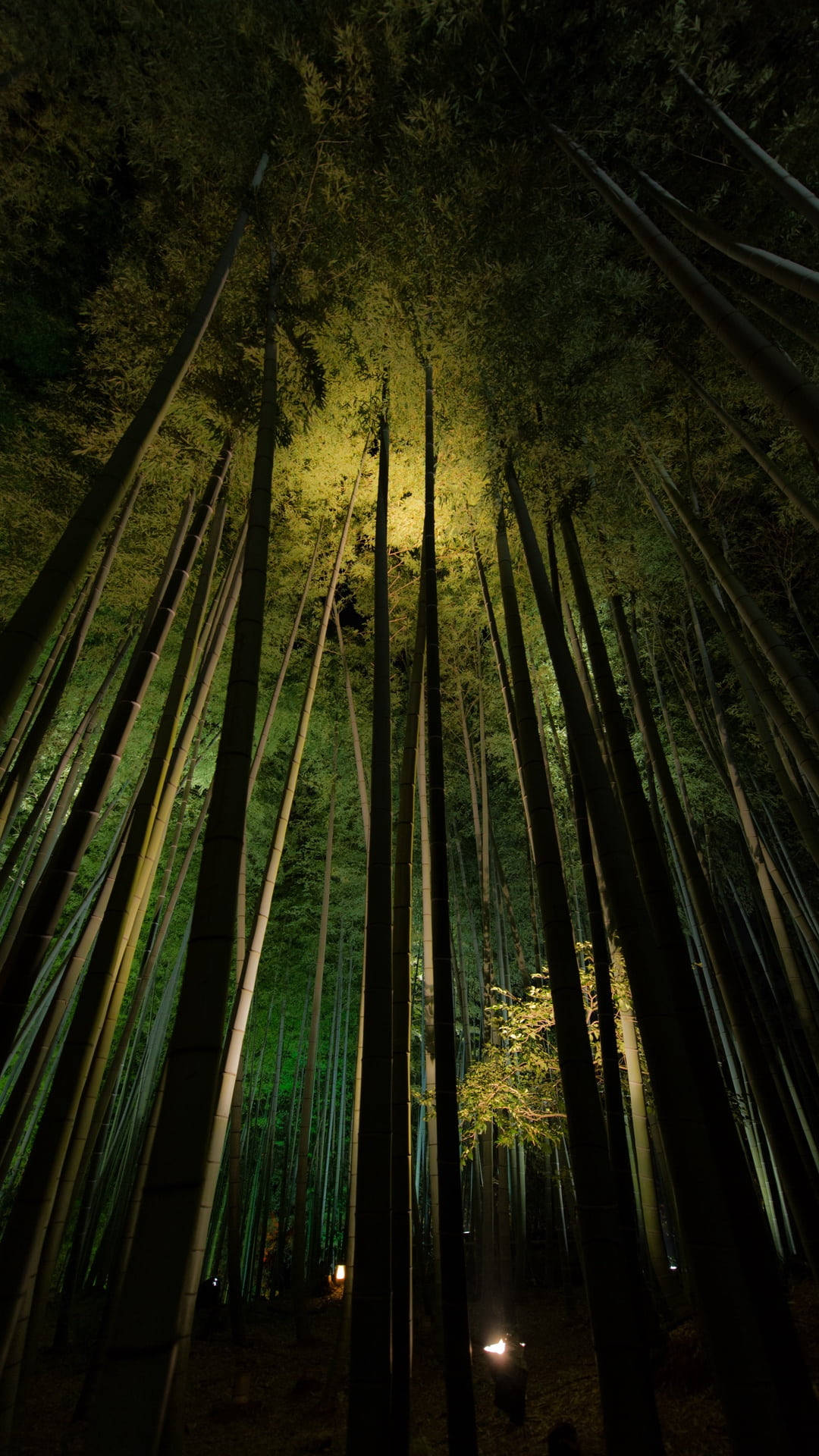 Nottenella Foresta Di Bambù Su Iphone. Sfondo