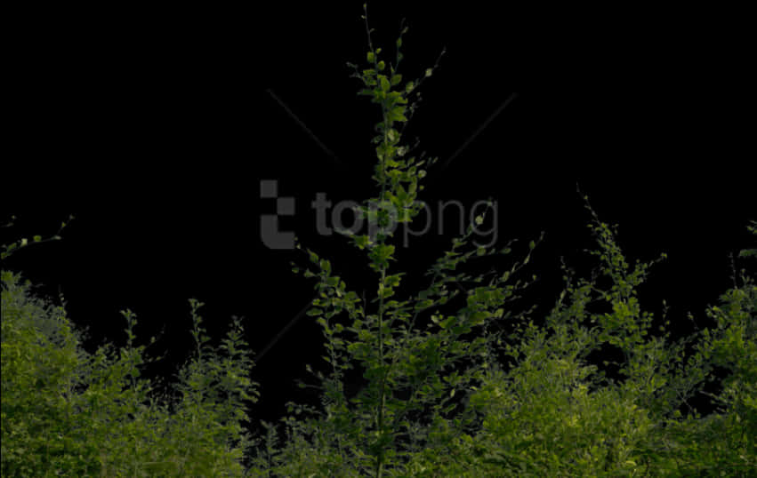 Nighttime Bushes Transparent Background PNG