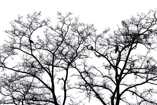 Nighttime Silhouetteof Trees PNG